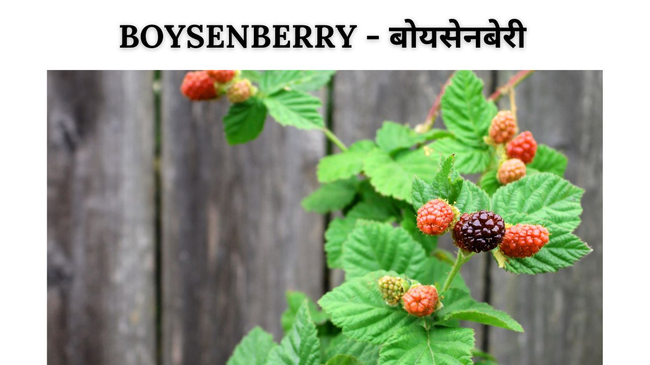 Boysenberry meaning in hindi