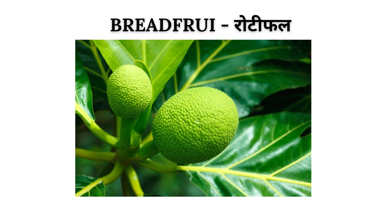 Breadfruit meaning in hindi