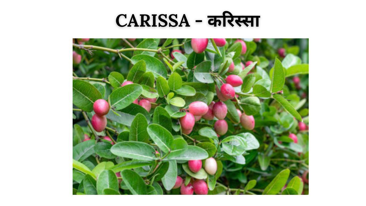 Carissa meaning in hindi
