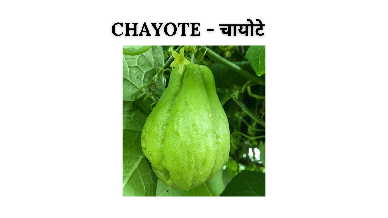 Chayote meaning in hindi