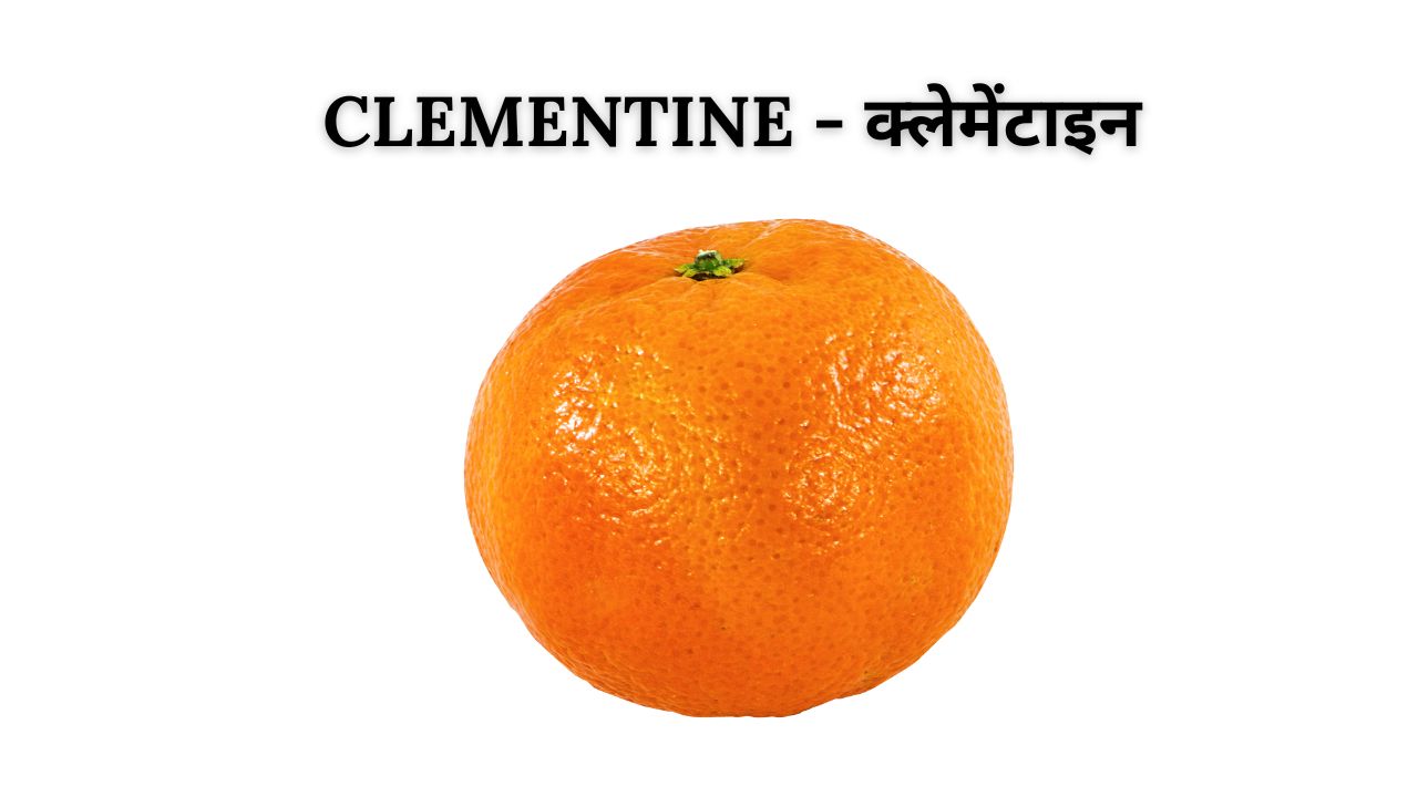 Clementine meaning in hindi