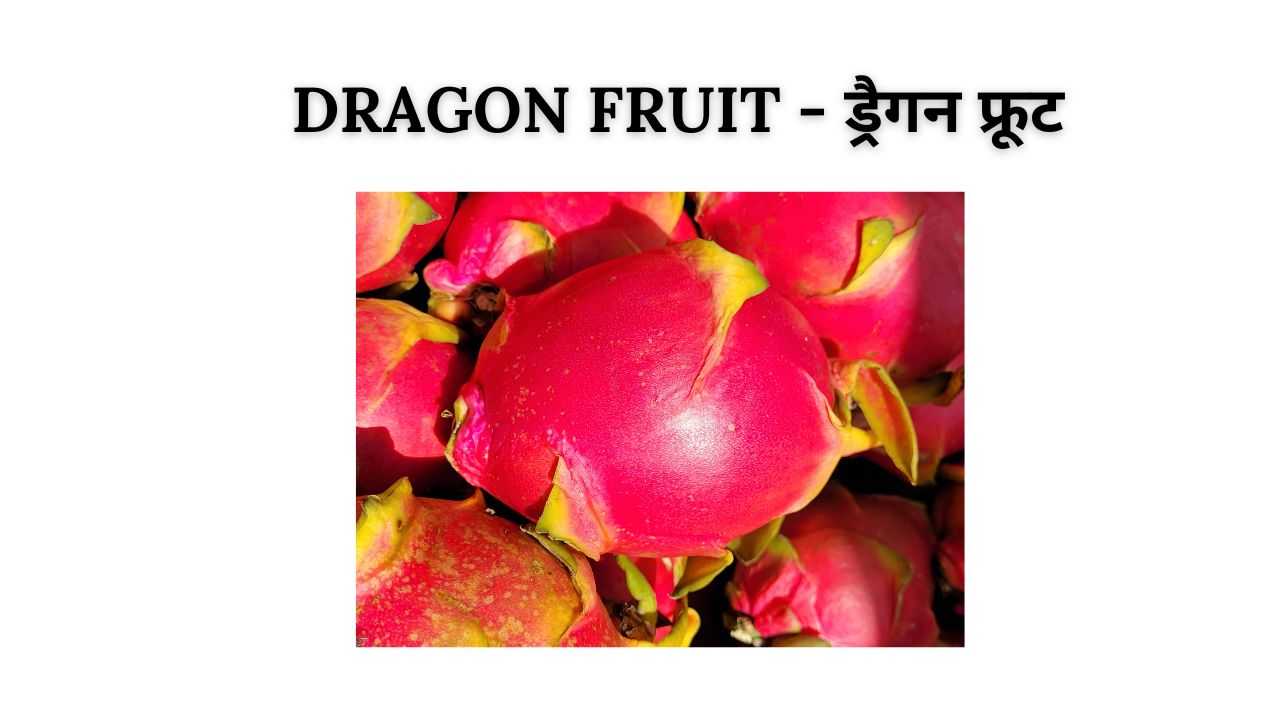 Dragonfruit meaning in hindi