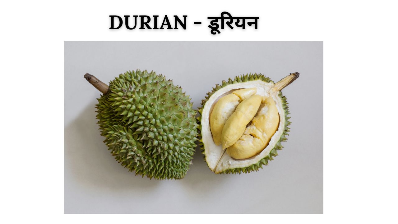 Durian meaning in hindi