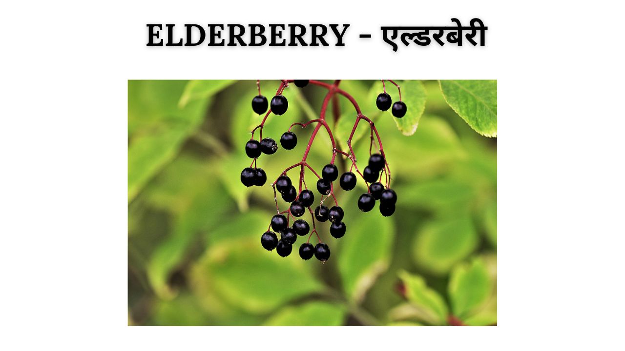 Elderberry meaning in hindi