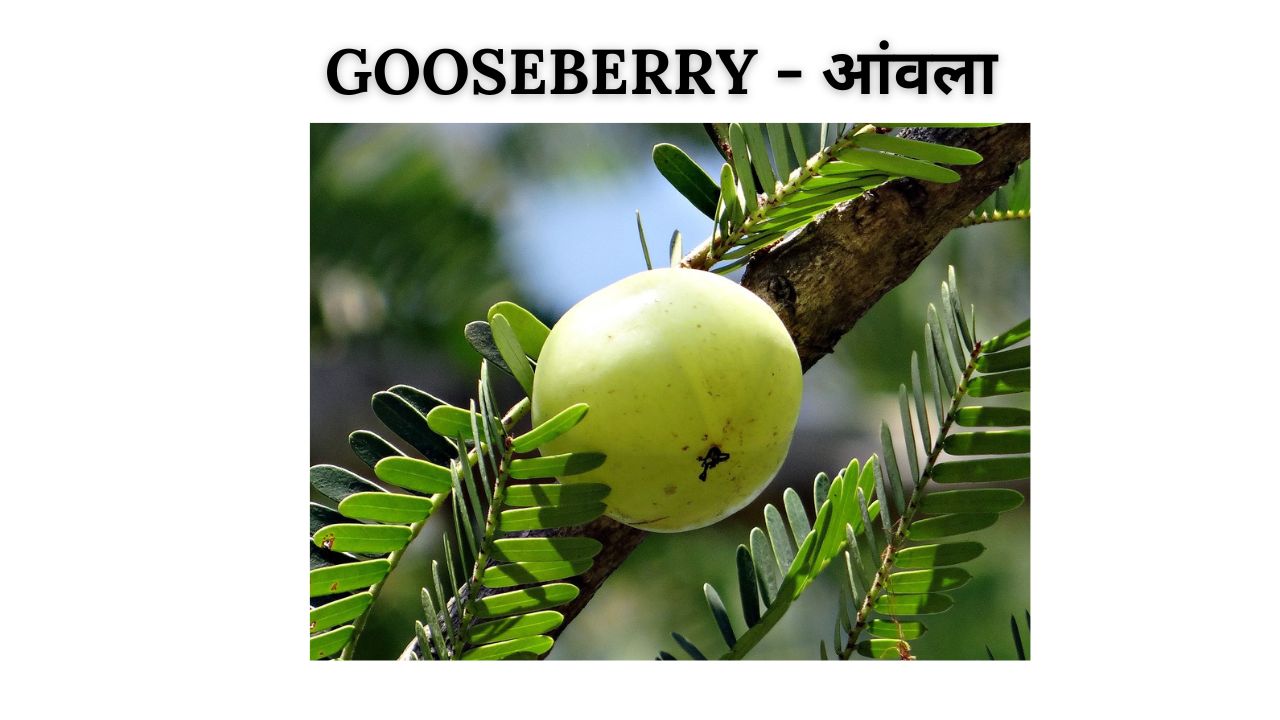 Gooseberry meaning in hindi