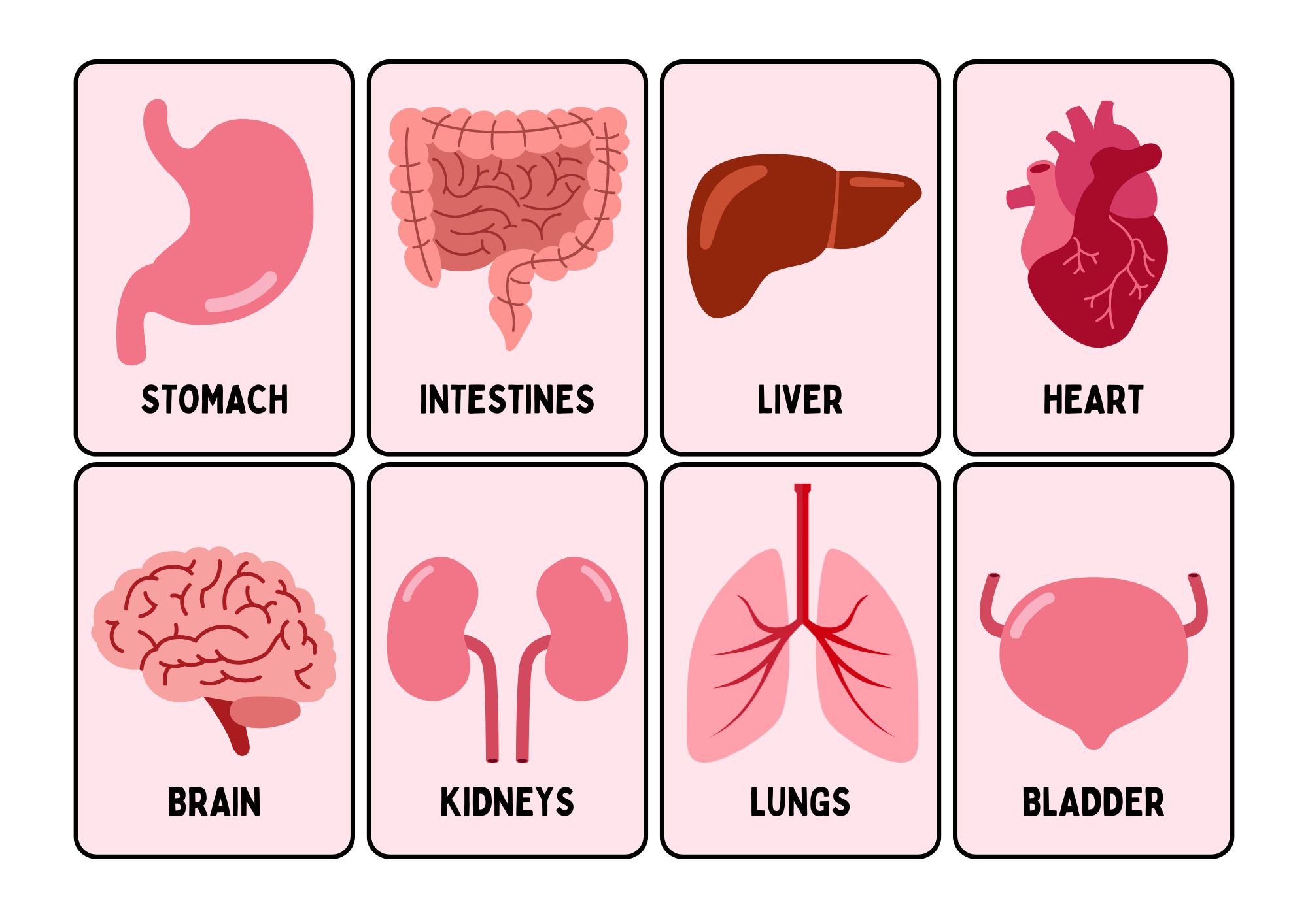 Internal Human Body Parts in Hindi and English