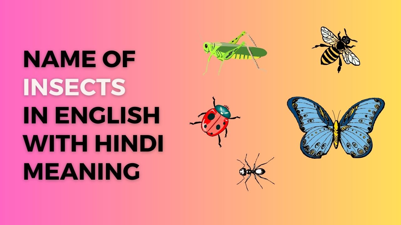Insects name in Hindi and English