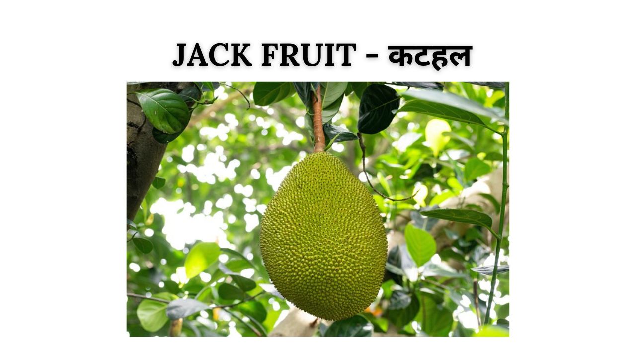Jackfruit meaning in hindi