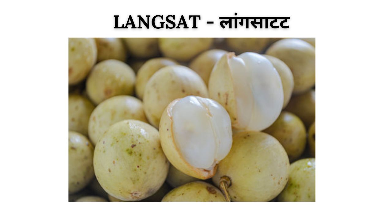 Langsat meaning in hindi