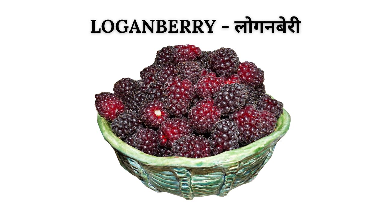 Loganberry meaning in hindi