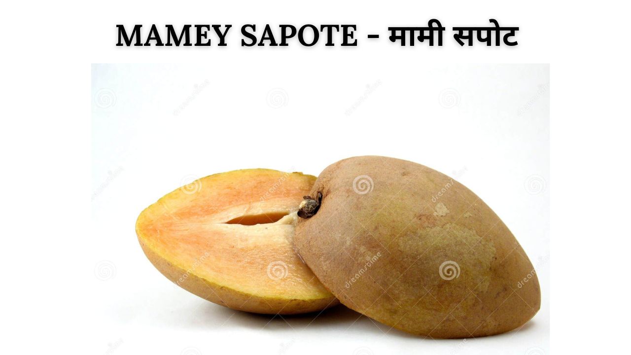 Mamey sapote meaning in hindi