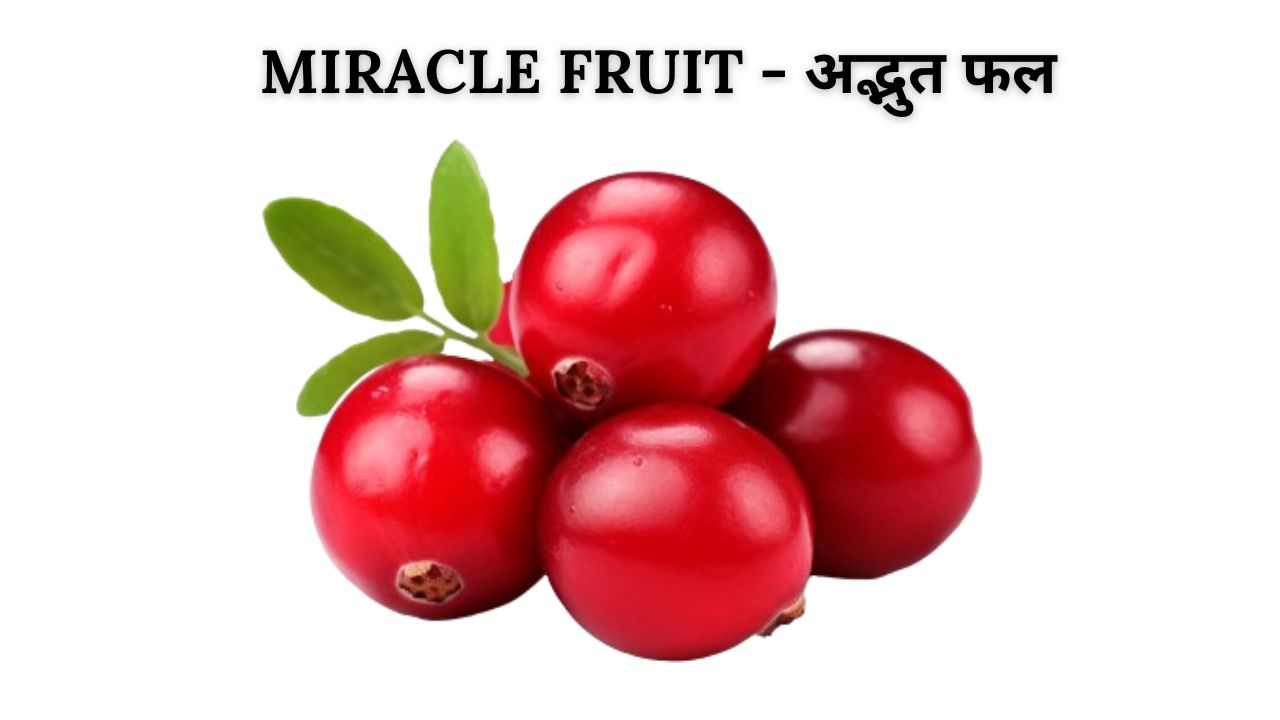 Miracle Fruit meaning in hindi