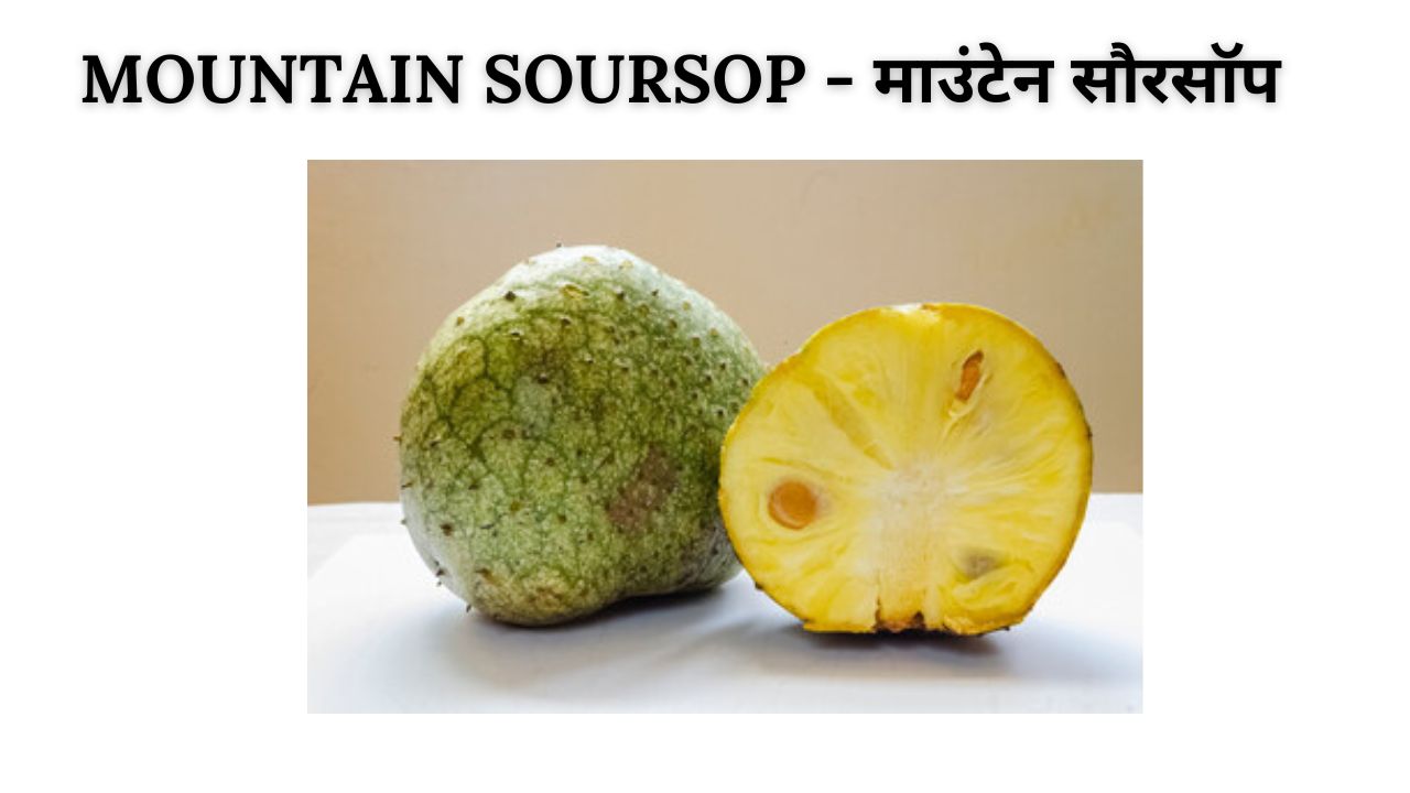 Mountain soursop meaning in hindi