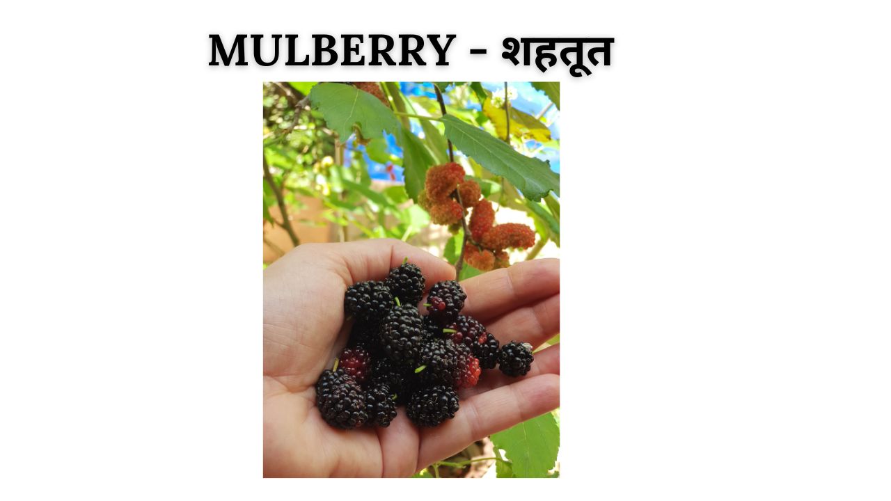 Mulberry meaning in hindi