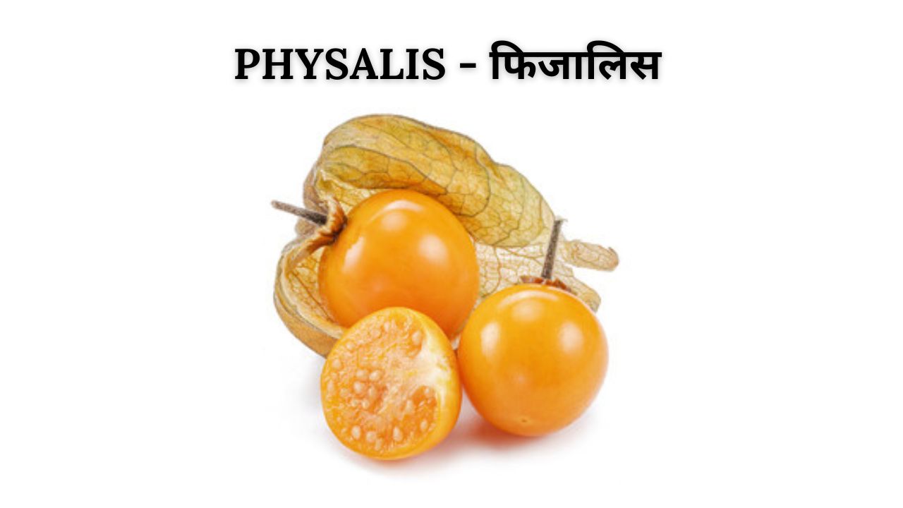 Physalis meaning in hindi