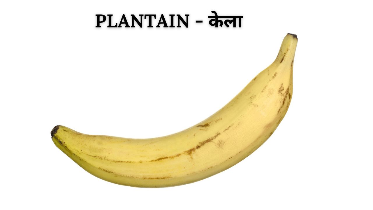 Plantain meaning in hindi