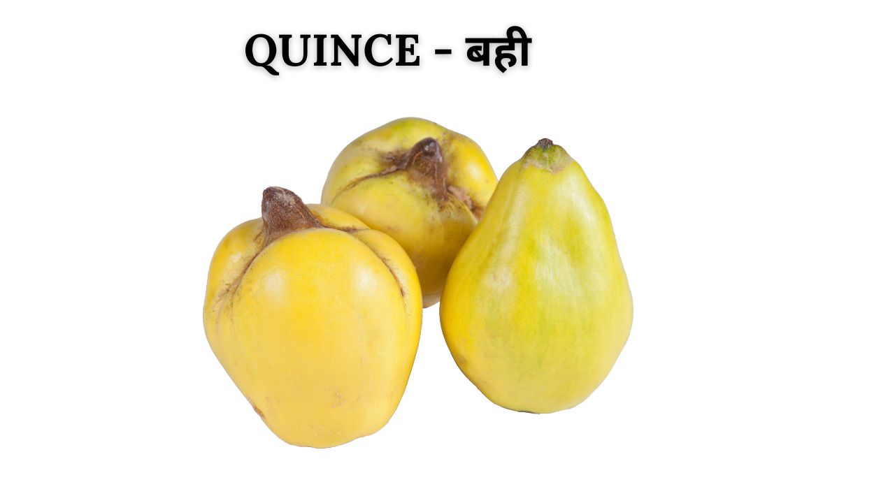 Quince meaning in hindi