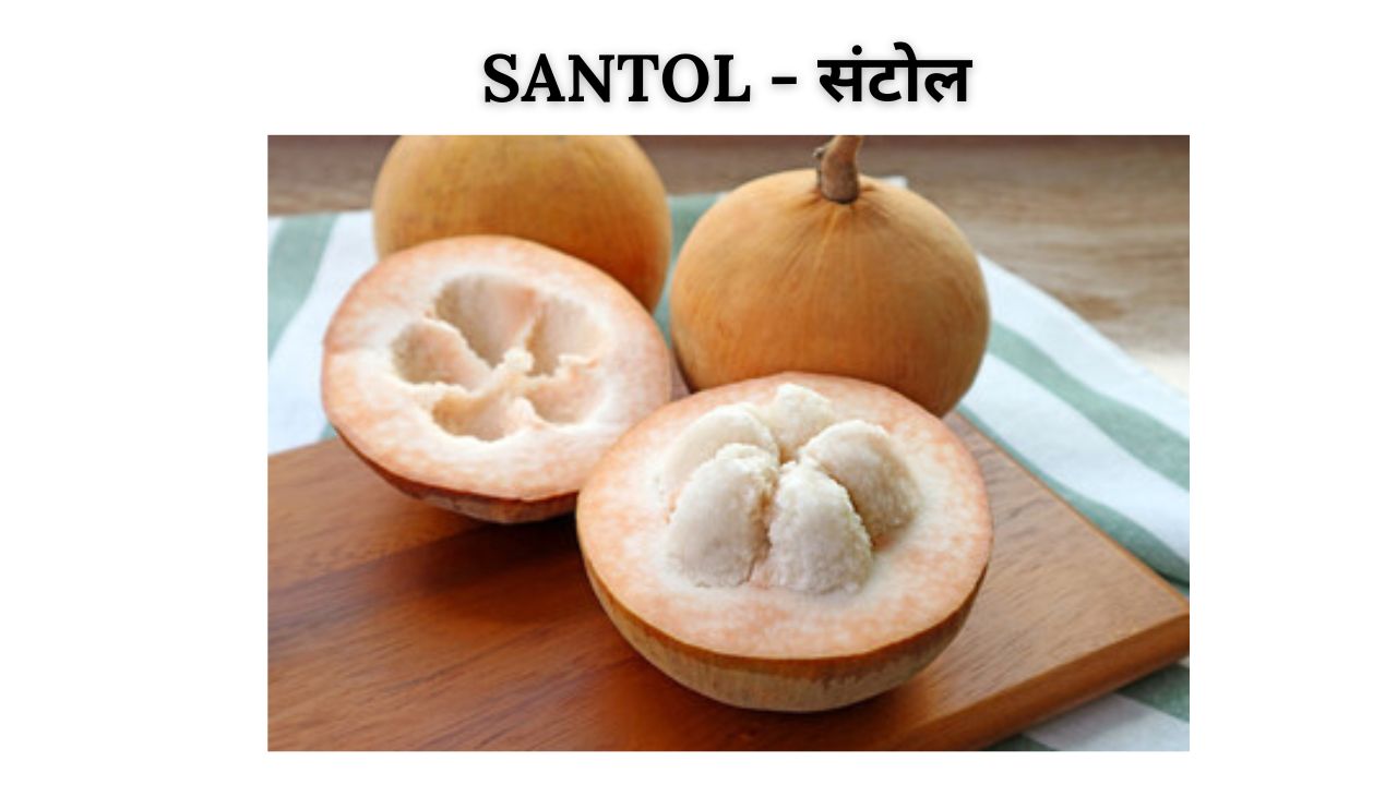 Santol meaning in hindi