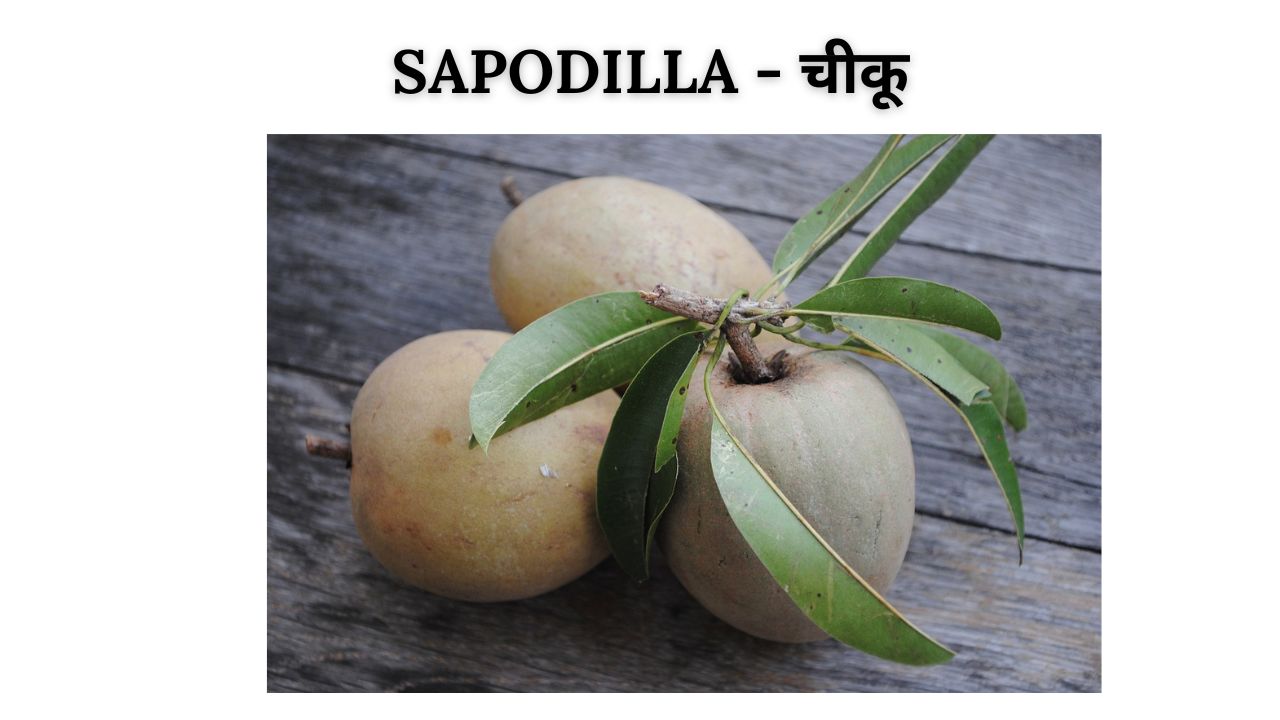 Sapodilla meaning in hindi