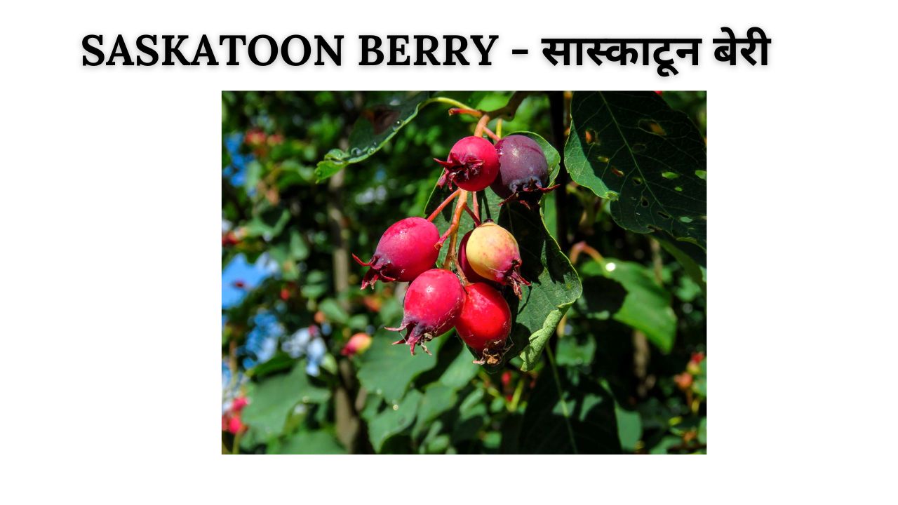 Saskatoon Berry meaning in hindi