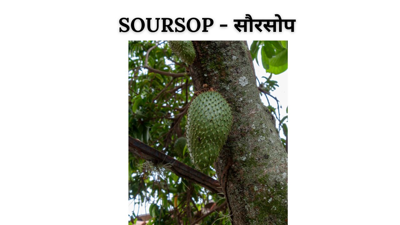 Soursop meaning in hindi