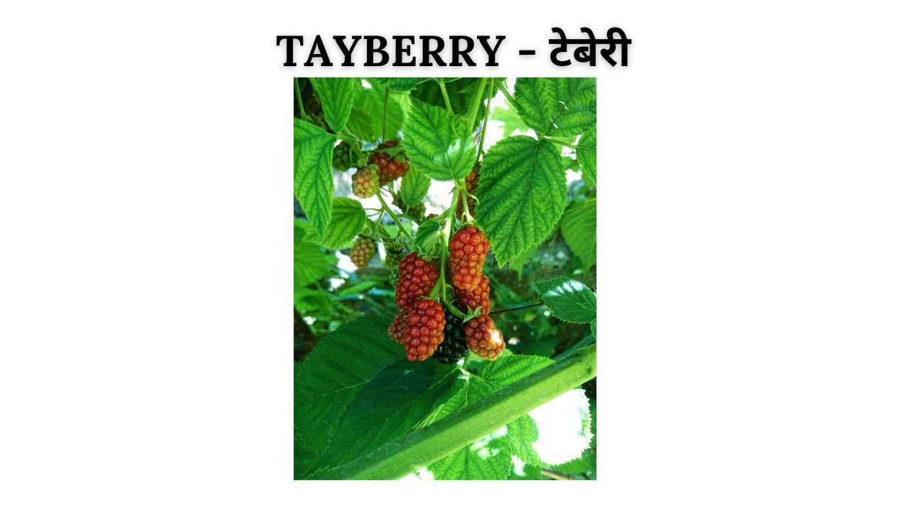 Tayberry meaning in hindi
