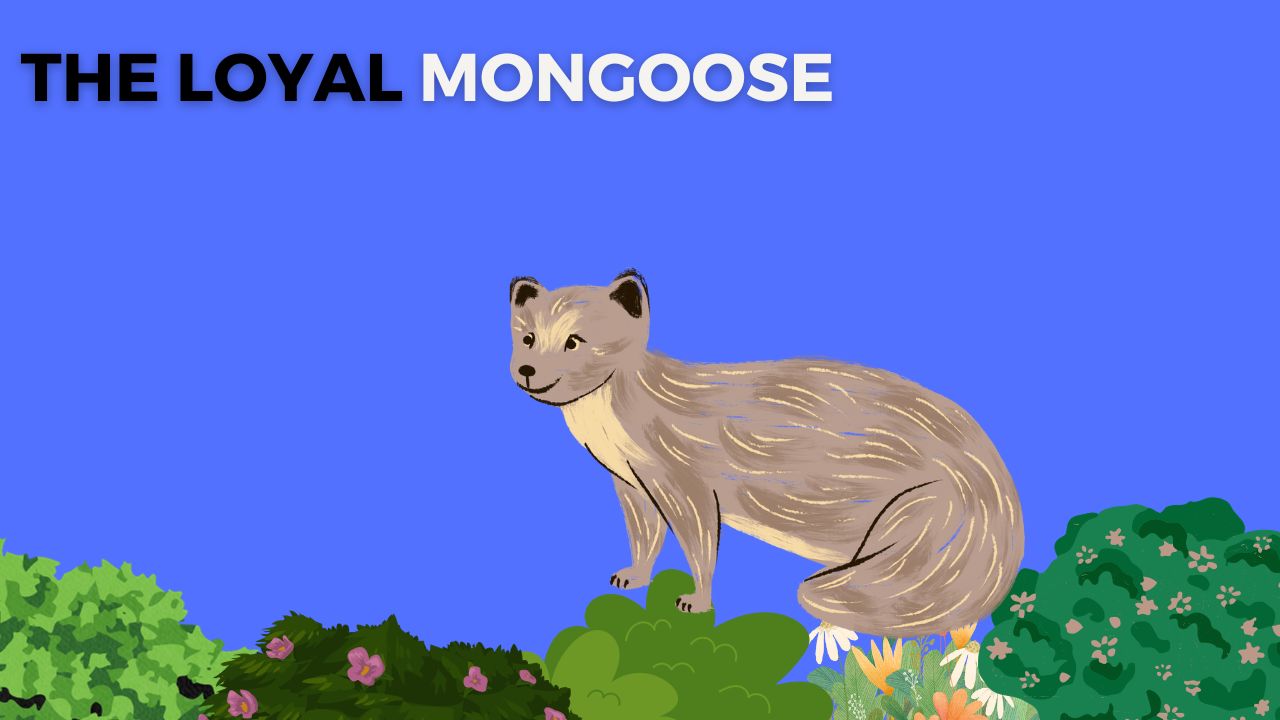 The Loyal Mongoose Story