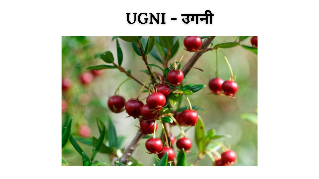 Ugni meaning in hindi