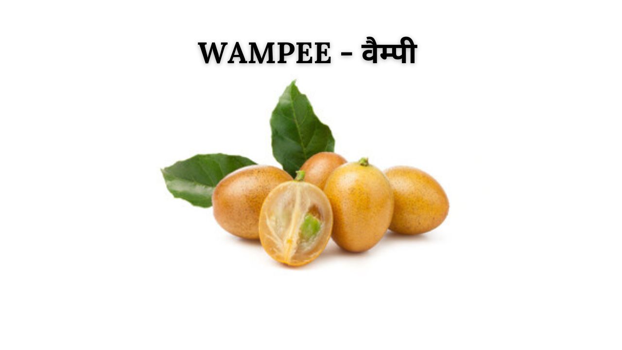Wampee meaning in hindi