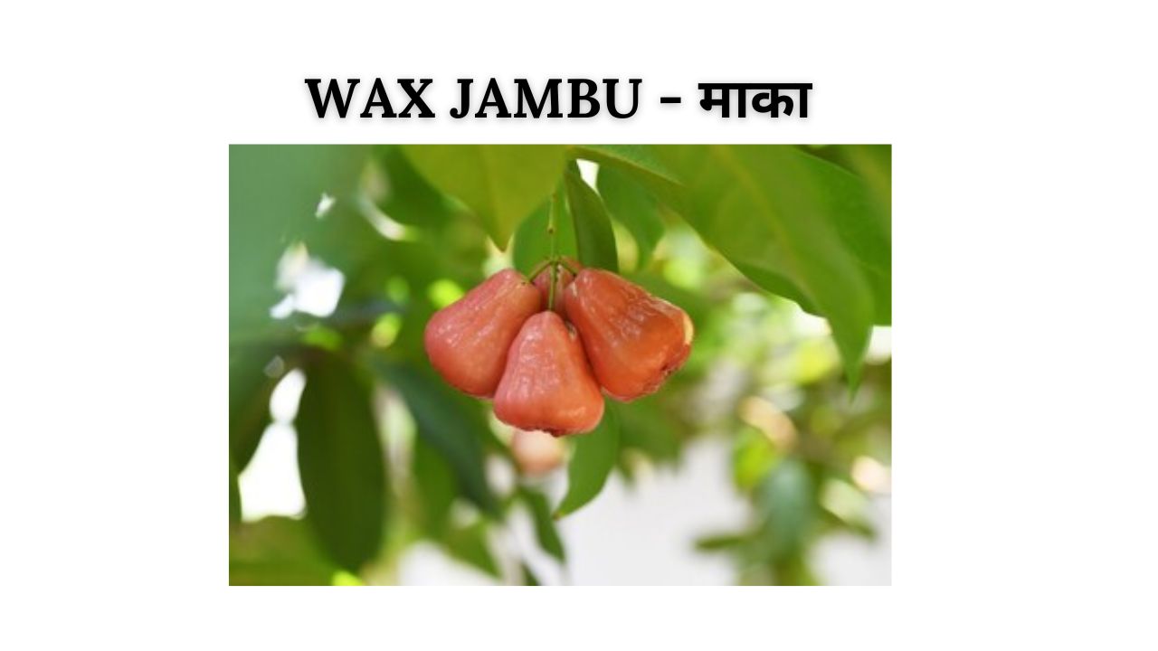 Wax jambu meaning in hindi