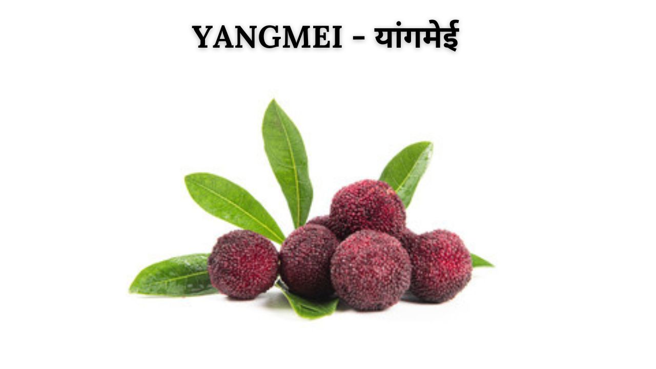 Yangmei meaning in hindi